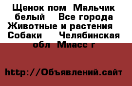 Щенок пом. Мальчик белый  - Все города Животные и растения » Собаки   . Челябинская обл.,Миасс г.